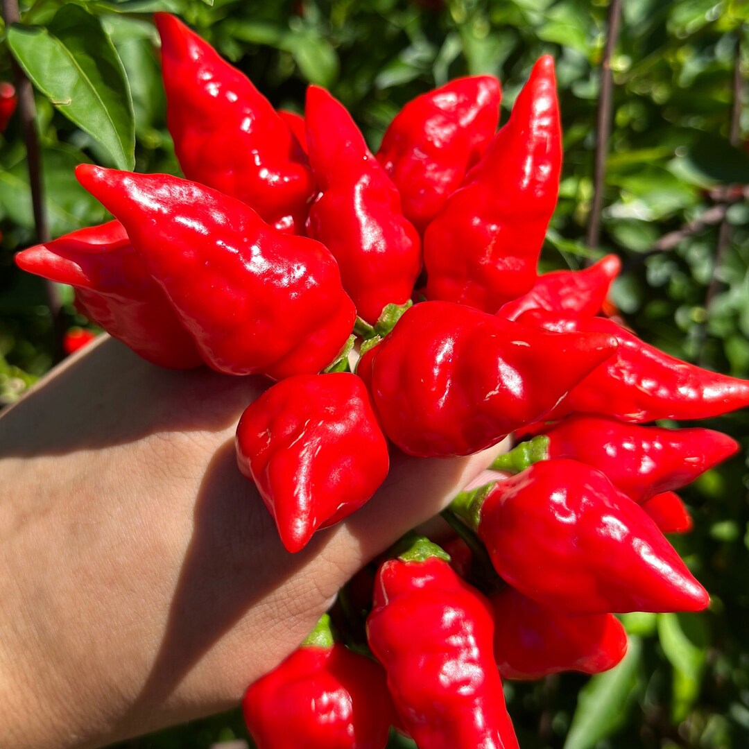 Biquinho X F3 Pepper Seeds: Hot & Fruity (20+ Seeds) - Etsy