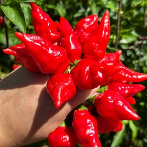 Biquinho X F3 Pepper Seeds -   15+ Hot Pepper Seeds