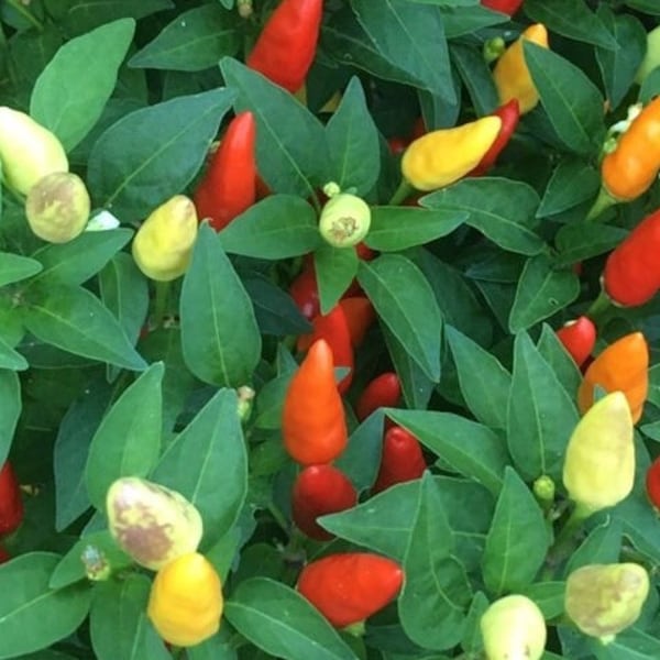 Little Red Ornamental Pepper Seeds -   15+ Pepper Seeds