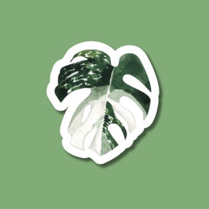variegated monstera sticker, monstera stickers, gifts for mom, plant sticker for water bottle, plant store, plant gifts, plant stickers