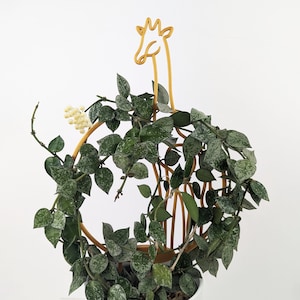 May include: A green and silver variegated plant growing around a gold metal giraffe-shaped plant stand.