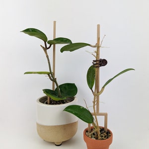 Double Legged Stakes | Set of 4 | Houseplant Trellis | Wood Plant Trellis | Plant Stake