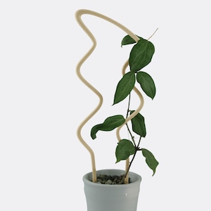以下が含まれることがあります： 濃い緑色の葉と、薄いベージュ色の波型の植物サポートが付いた鉢植え。植物は白いセラミックの鉢に入っています。サポートは、つる植物用の装飾要素です。