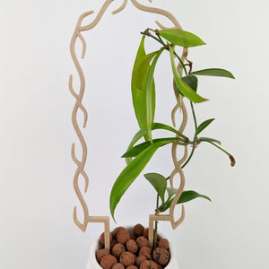 Puede incluir: Una planta verde con hojas largas y delgadas que crecen en un enrejado decorativo marrón. La planta está en maceta en una maceta de cerámica blanca con guijarros de arcilla marrones.