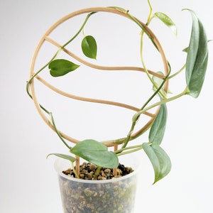 Wavy Circle Trellis | Wooden Plant Trellis | Houseplant Trellis | Hoya Support | Plant Stake