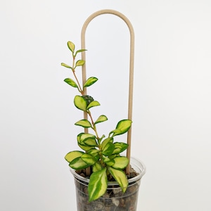 U Trellis | Arch Trellis | Houseplant Trellis | Wood Plant Trellis | Plant Stake