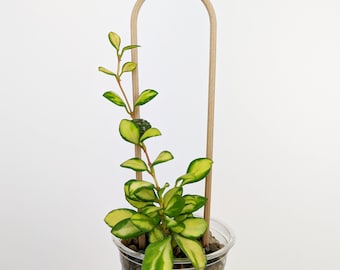 U Trellis | Arch Trellis | Houseplant Trellis | Wood Plant Trellis | Plant Stake