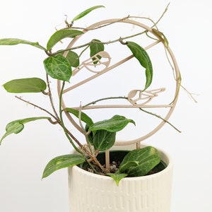 Hoya Elliptica around the chickadee trellis in wood colour. It is in a cream coloured pot, against a plain white background.