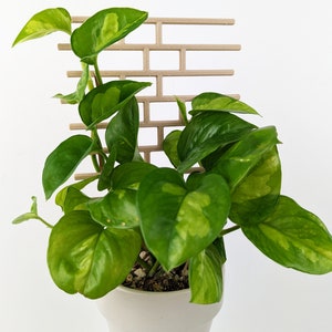 Brick Pattern Trellis | Houseplant Trellis | Wood Plant Trellis | Plant Stake