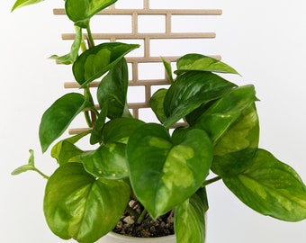 Brick Pattern Trellis | Hoya Trellis | Pothos Trellis | Houseplant Trellis | Plant Stake