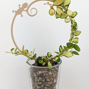 May include: A small, variegated plant with green and white leaves growing in a clear glass pot. The plant is growing up a wooden, circular trellis with a lizard design.