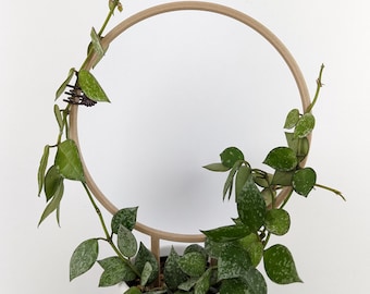 Circle Trellis | Multiple Sizes | Wooden Plant Trellis | Houseplant Trellis | Hoya Support | Plant Stake