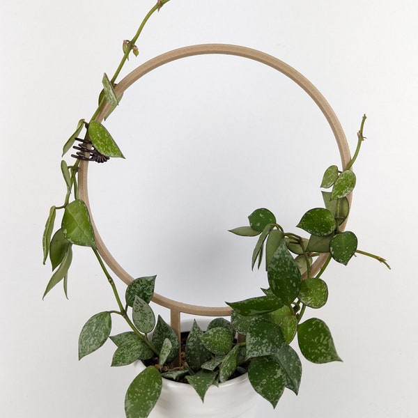 円形トレリス｜複数サイズ｜木製植物トレリス｜観葉植物トレリス｜ホヤ支柱｜植物支柱