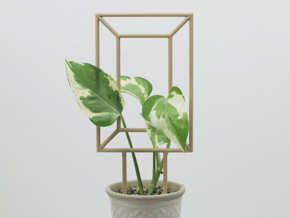 ring of fire philodendron for sale Philodendron Ring of Fire Houseplant with Planter - Small (7" to 12" tall) White Planter