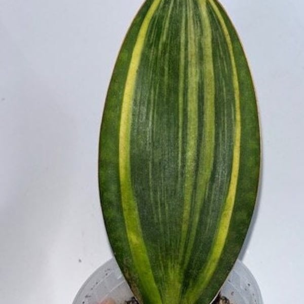 Dracaena Sansevieria Masoniana Variegated Whale Fin