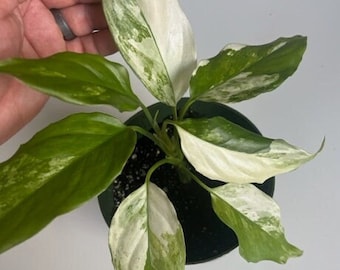 Aglaonema Modestum Spilt Milk, Very Rare plant