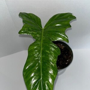 Philodendron Golden Dragon Variegated, Philodendron Lime Fiddle Small Plant