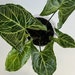 see more listings in the Syngonium section