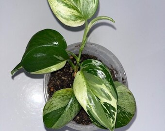 Scindapsus Sentarum - Etsy