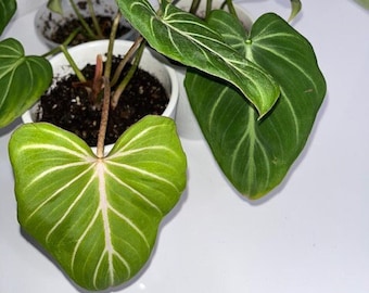 Philodendron Gloriosum, Rare Philodendron Gloriousum Zebrina