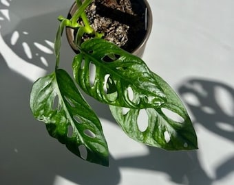 Monstera Adansonii Mint Variegated, Rare Adansonii Mint