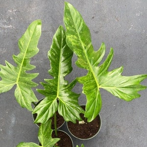 Philodendron Golden Dragon Variegated, Philodendron Lime Fiddle image 5