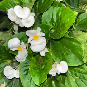 Begonia Grandis Alba, Begonia Semperflorens White image 2