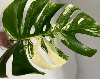 Monstera Borsigiana Albo, Monstera Borsigiana Variegated