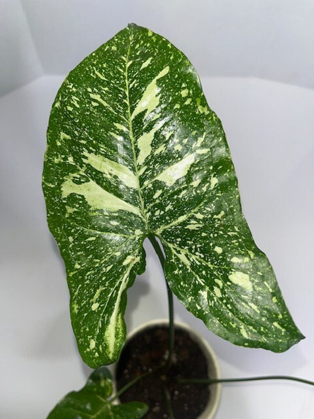 Syngonium Panda Rare Syngonium Panda - Etsy