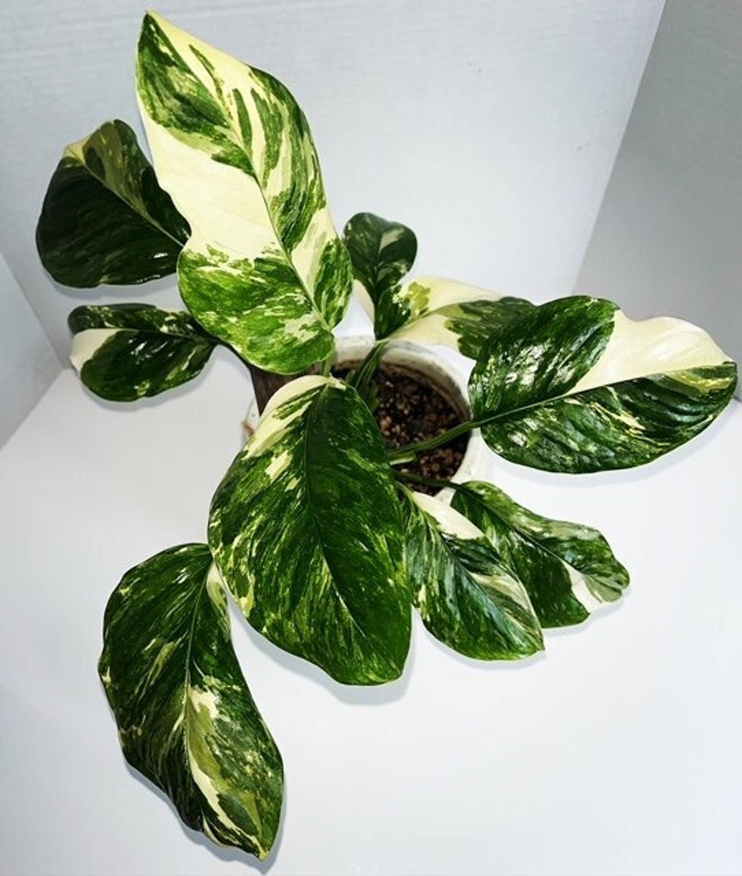 グランドセール 漫画 Monstera Lechleriana Etsy - Variegated Monstera Rare Variegated, モンステラ・ポトス