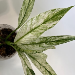 Spathiphyllum Peace Lily Variegated