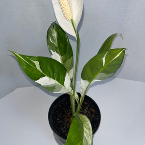 Variegated Peace Lily Plant 1