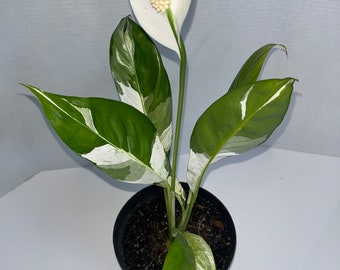 Variegated Peace Lily