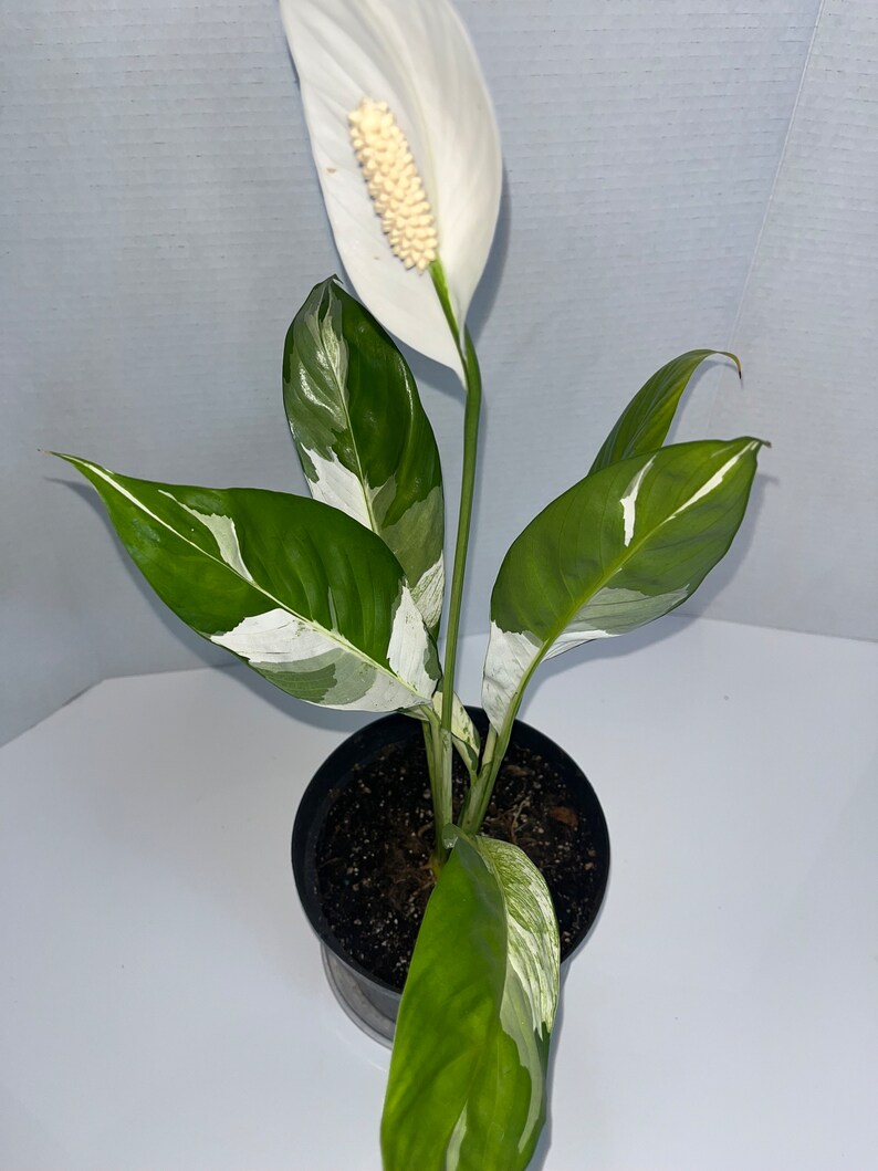 Variegated Peace Lily Plant 1