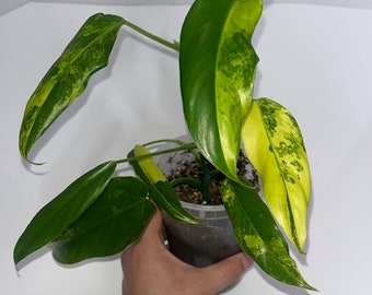 Philodendron Domesticum Variegated Rare