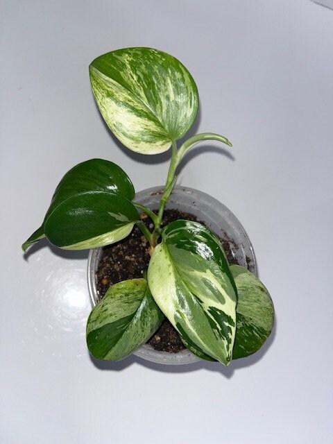 Scindapsus Sentarum センタラム② Scindapsus Sentarum - Etsy