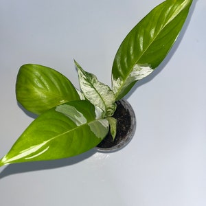 Variegated Peace Lily Plant 2