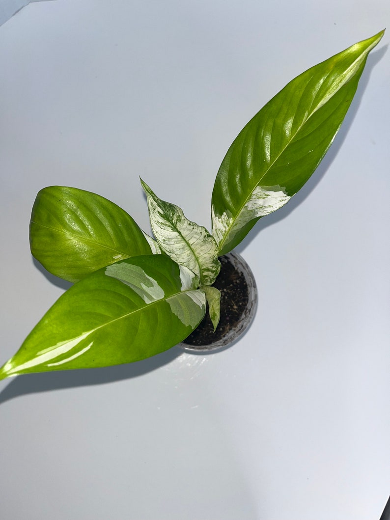 Variegated Peace Lily Plant 2