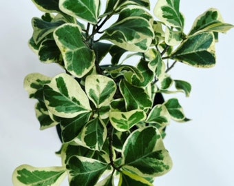 Variegated Ficus Triangularis, Ficus Triangularis