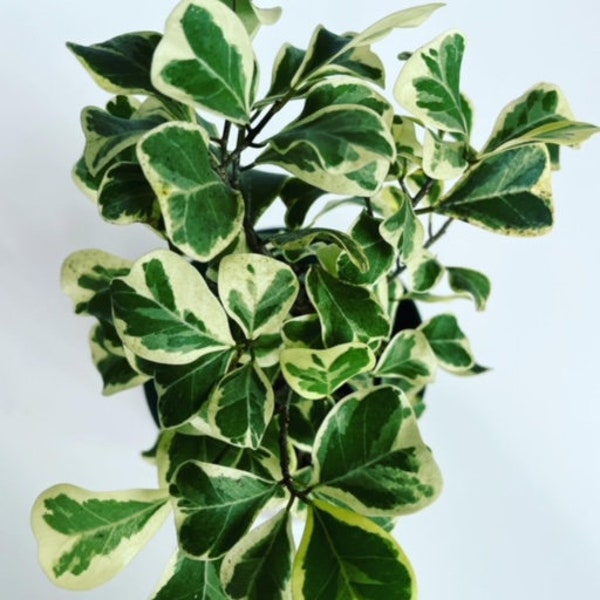 Variegated Ficus Triangularis, Ficus Triangularis