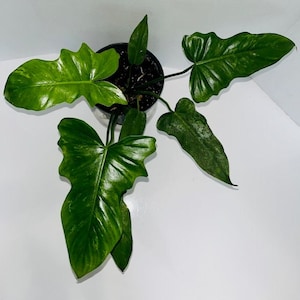 Philodendron Golden Dragon Variegated, Philodendron Lime Fiddle Large Plant