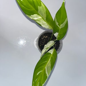 Variegated Peace Lily image 3