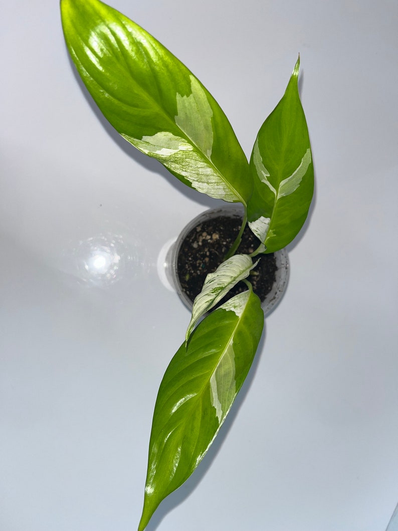 Variegated Peace Lily image 3