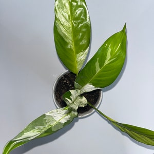 Variegated Peace Lily Plant 3