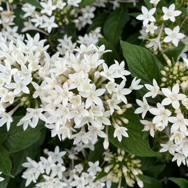 Pentas Graffiti Dwarf, Pentas Lanceolata multiple colors available