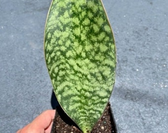 Whale Fin Snake Plant, Dracaena Masoniana