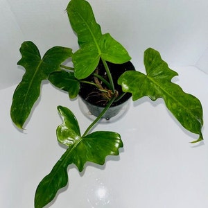 Philodendron Golden Dragon Variegated, Philodendron Lime Fiddle image 3