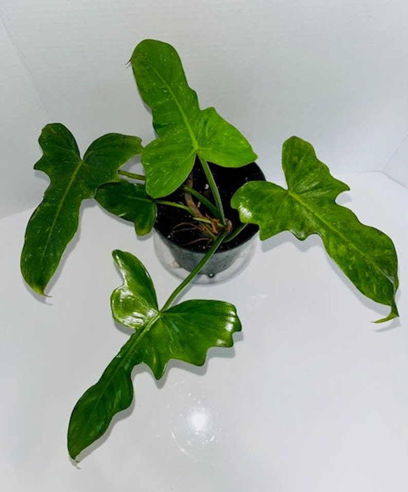 Philodendron Golden Dragon Variegated, Philodendron Lime Fiddle image 3