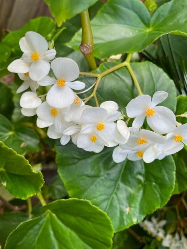 Begonia Grandis Alba, Begonia Semperflorens White image 1