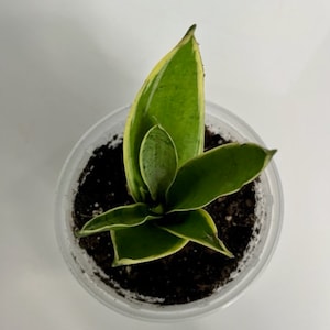 Sansevieria Night Owl, Rare Sansevieria Trifasciata